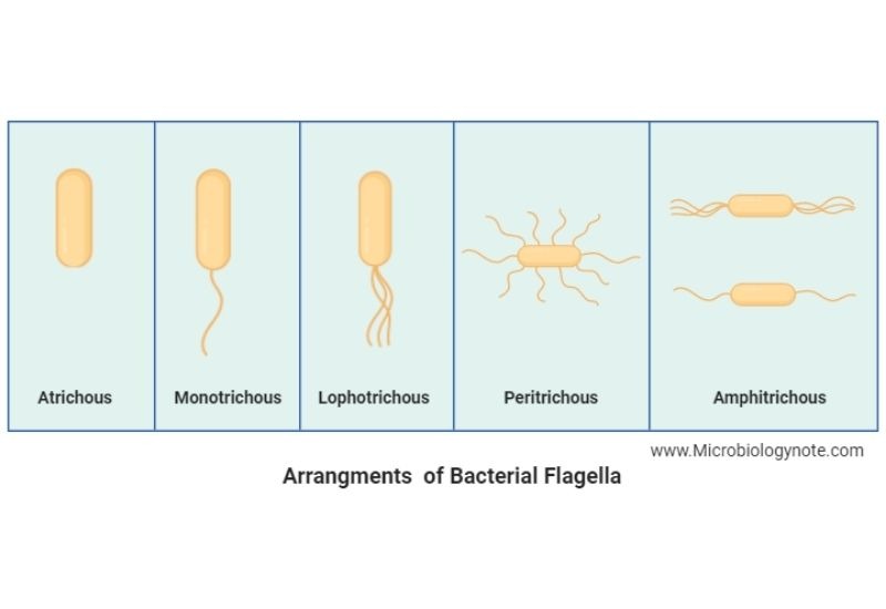 arrangement of bacterial flagella