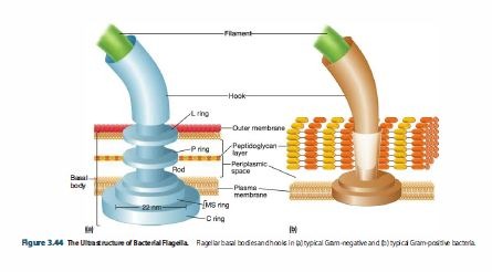 Bacterial flagella of Gram-positive and Gram-negative bacteria