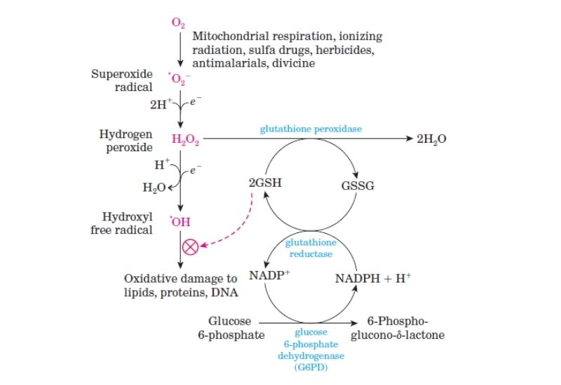 Effect of NADPH in Pentose Phosphate Pathway