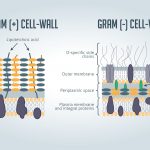 Bacterial cell wall structure