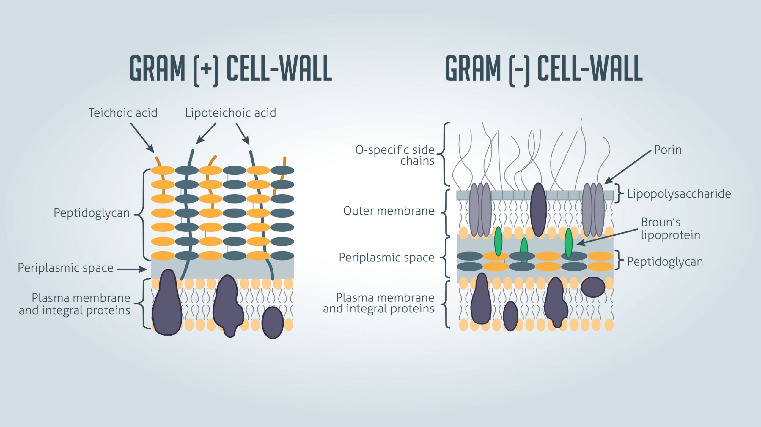 Bacterial cell wall structure