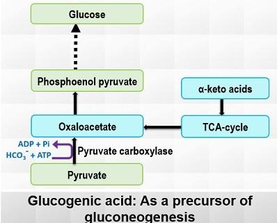 Glucogenic amino acids