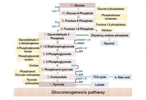 Gluconeogenesis Pathway: Definition, Steps, Substrates, Importance, Regulation.