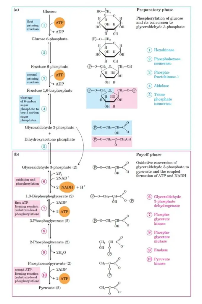 Glycolysis Pathway: Definition, Steps