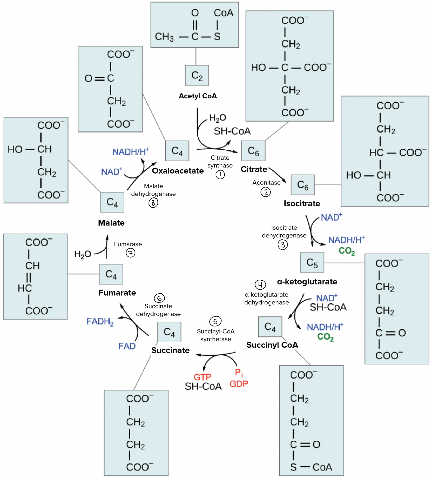 Krebs Cycle Definition Steps Products Regulation
