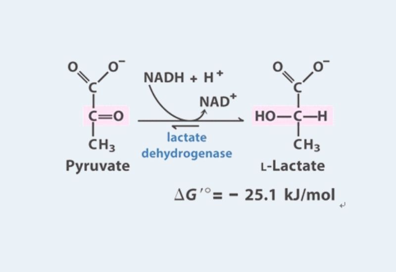 Fate of Pyruvate - Lactate Fermentation