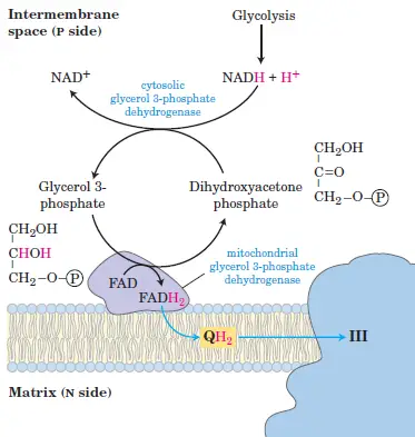 Glycerol 3 Phosphate Shuttle
