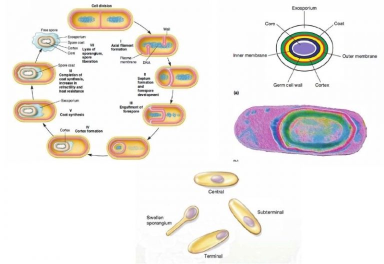 endospore forming bacteria