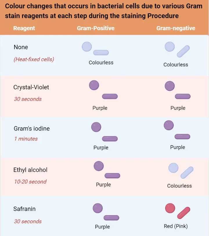 Colour changes that occurs in bacterial cells due to various Gram stain reagents at each step during the staining Procedure
