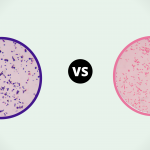 Comparison between Gram-Positive and Gram-Negative Bacteria