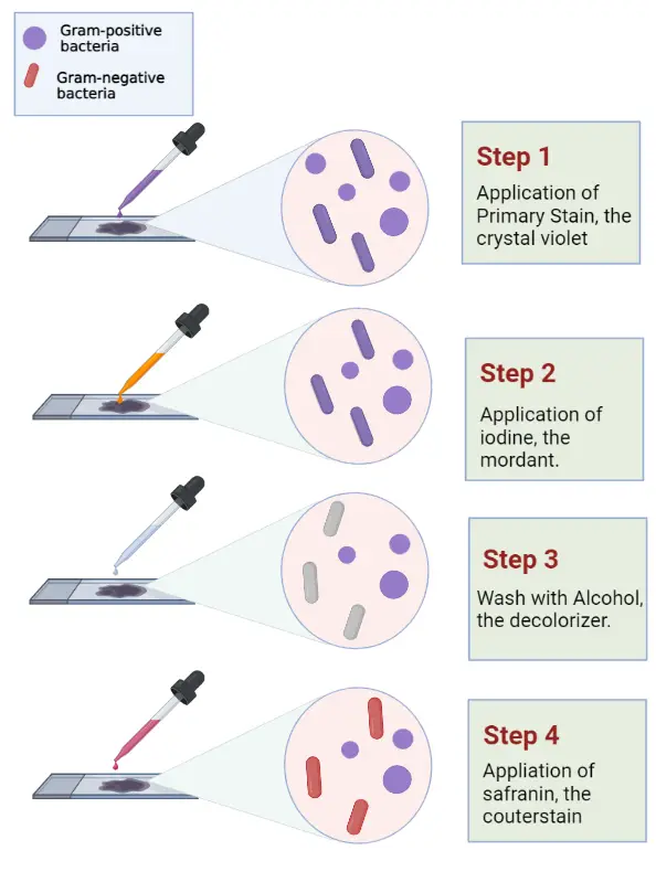 Gram staining procedure