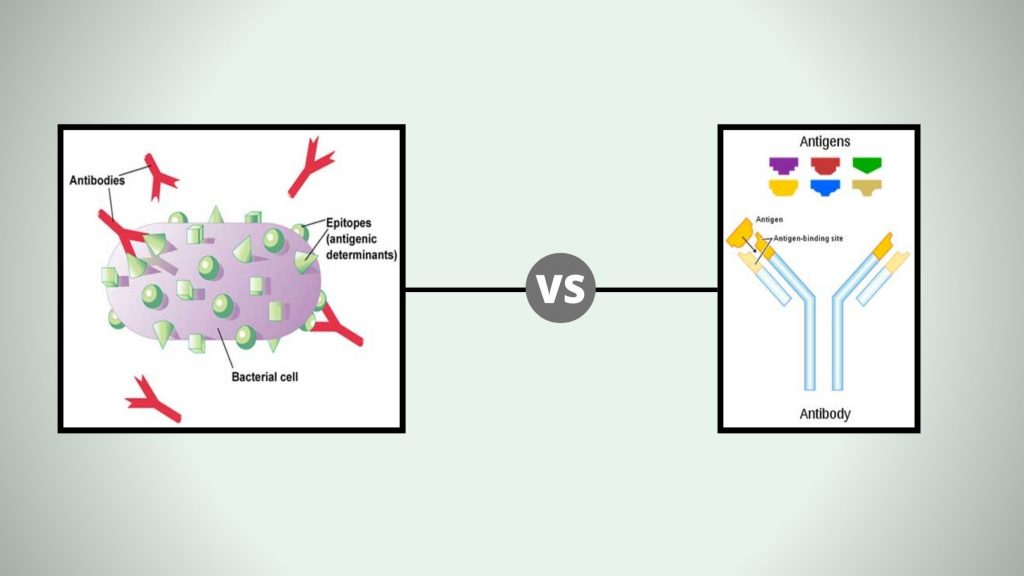Difference between Antigen and Antibody