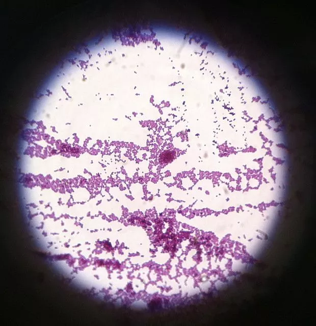 Gram Staining Images