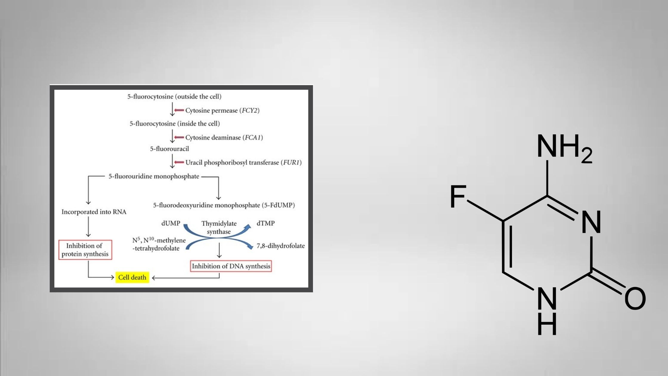 5-Fluorocytosine (5-FC) Solution Preparation