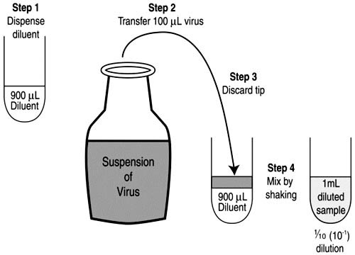Steps of A ten-fold dilution