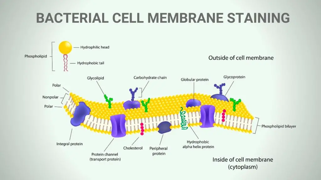 BACTERIAL CELL MEMBRANE STAINING
