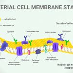 BACTERIAL CELL MEMBRANE STAINING