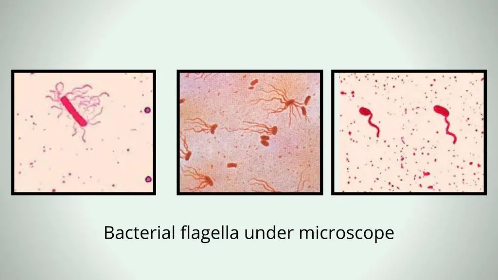 Flagella Staining Principle, Procedure, Result