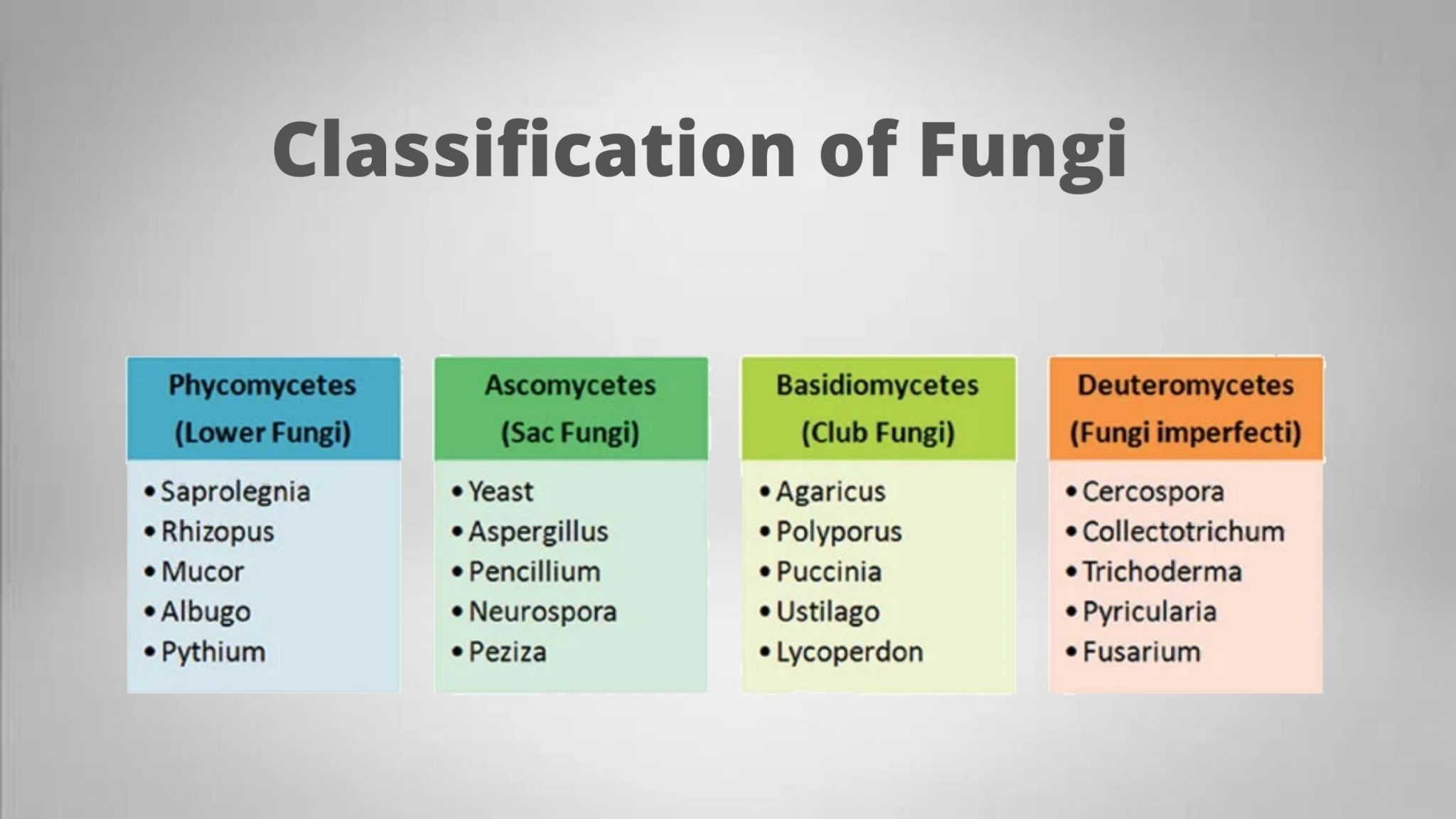 Classification Of Fungi Gymnomycota Mastigomycota Amastigomycota 
