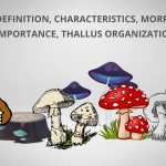 Fungi Definition, Characteristics, Morphology, Importance, Thallus Organization.