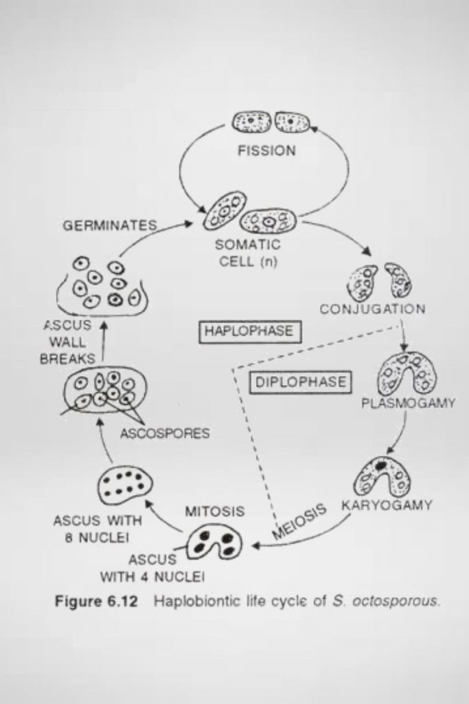 Haplobiontic cycle of Schizosaccharomyces