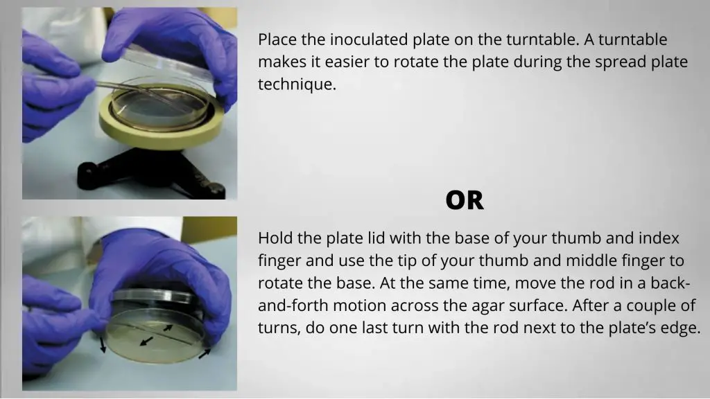 Procedure for Spread Plate Method