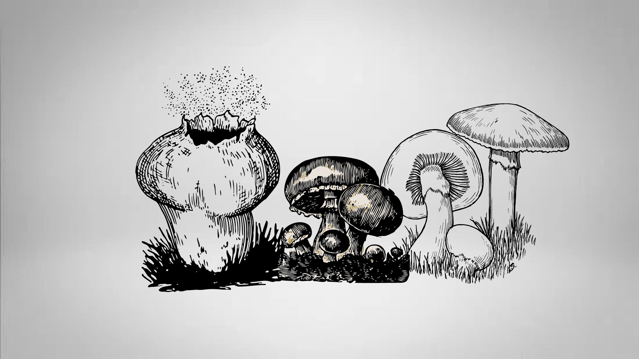 Reproduction of Fungi: Sexual, Asexual and Vegetative Reproduction