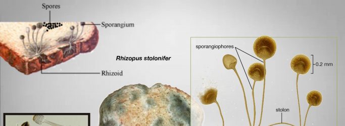 Rhizopus stolonifer: Life Cycle, Habitat, Nutrition, Disease, Importance.