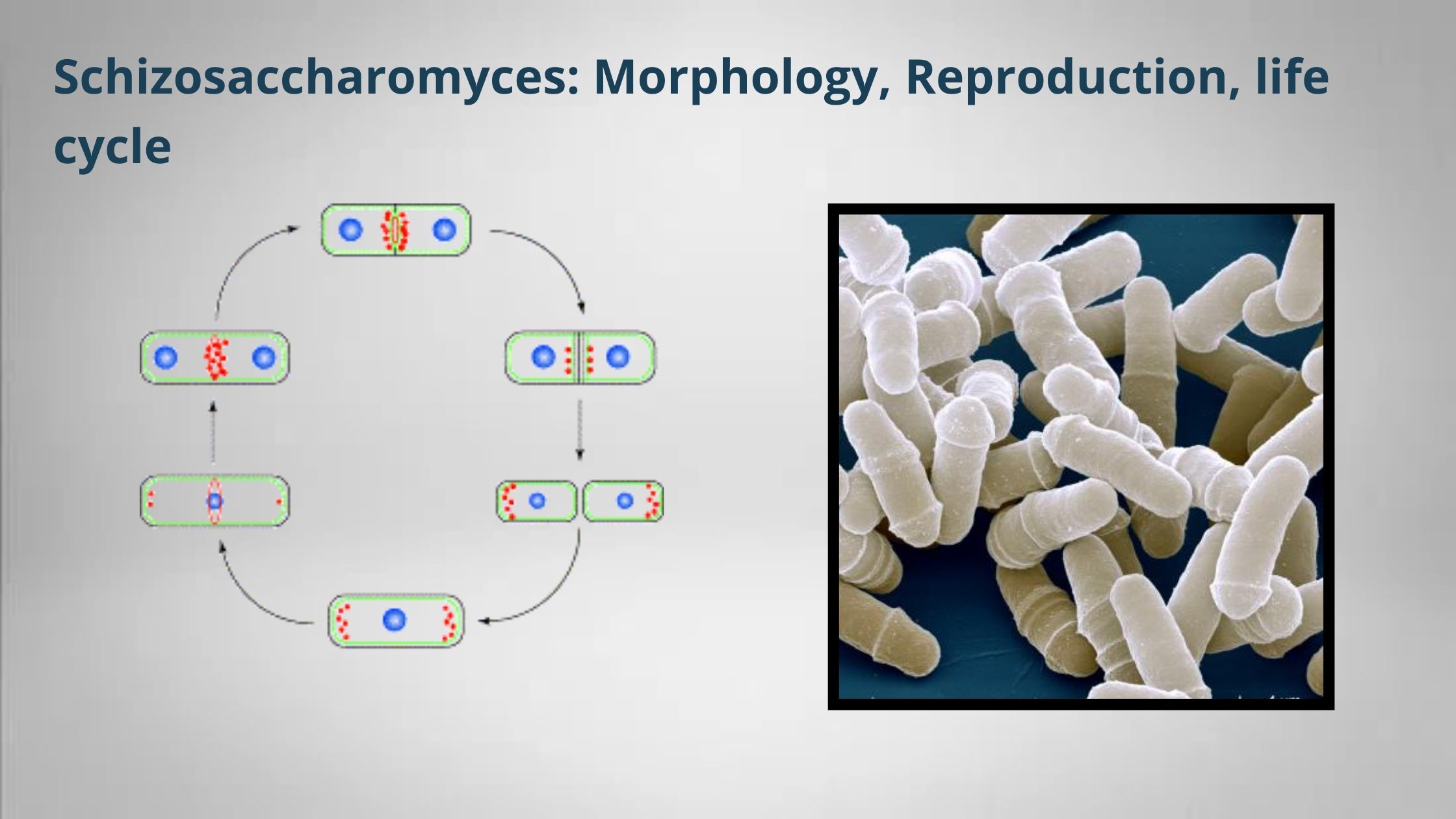 Schizosaccharomyces: Morphology, Reproduction, life cycle