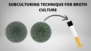 Subculturing technique for Broth Culture