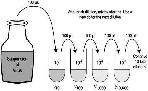 Steps of Ten-fold serial dilutions