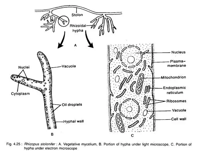 Life Cycle of Rhizopus Stolonifer/Reproduction of Rhizopus Stolonifer