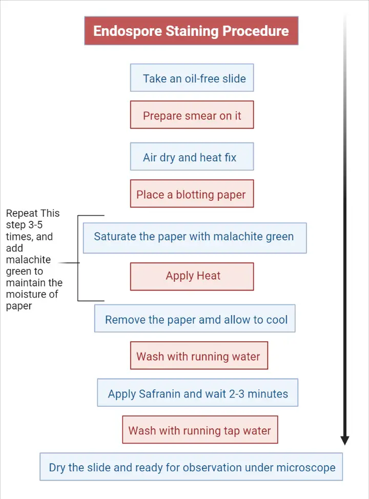 endospore staining flow chart