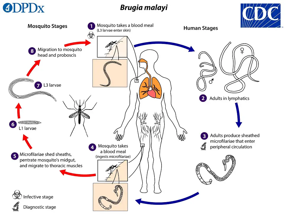 The life cycle of Brugia Malayi