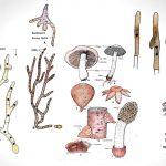 Basidiomycetes Life cycle, Characteristics, Significance, Mycelium