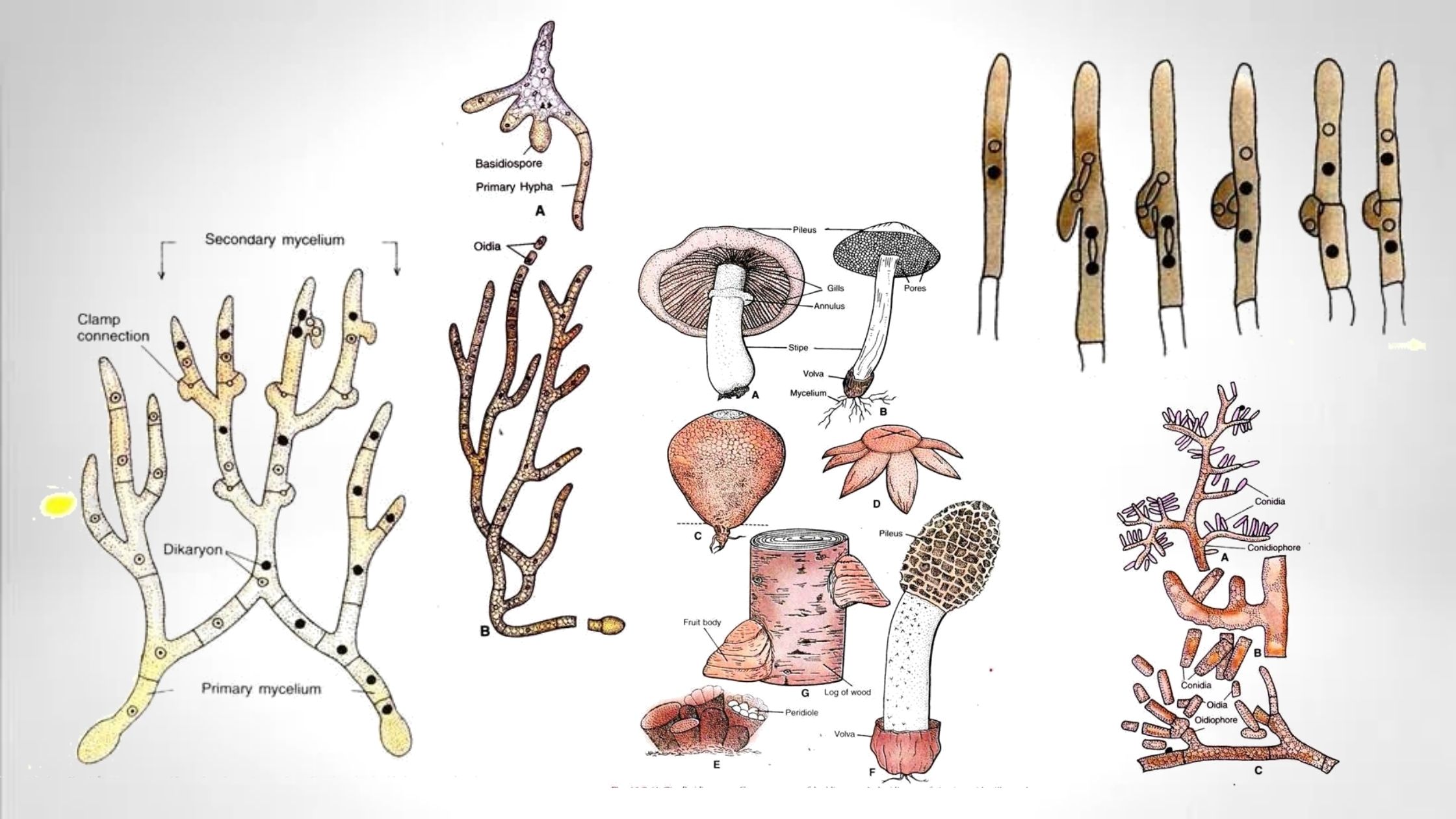 Basidiomycetes Life cycle, Characters, Significance, Mycelium