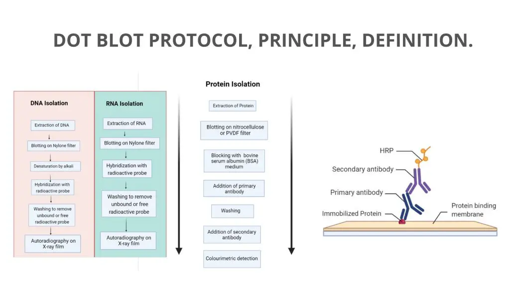 Dot Blot Protocol, Principle, Definition.