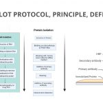 Dot Blot Protocol, Principle, Definition