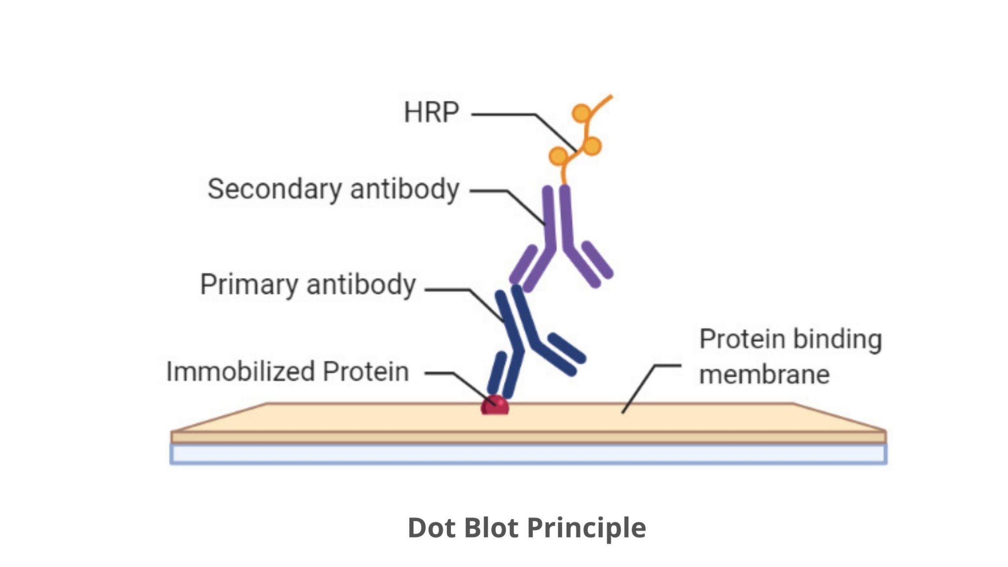 Protocole Dot Blot, principe, définition.