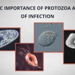 Economic Importance of Protozoa and Mode of Infection