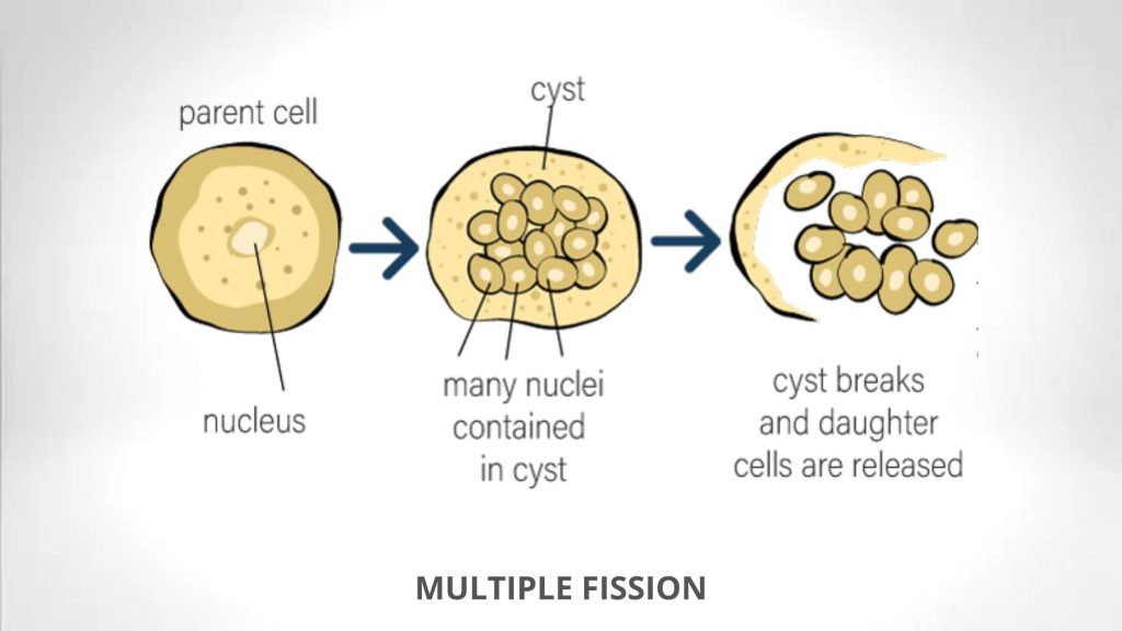 Multiple Fission in protozoa