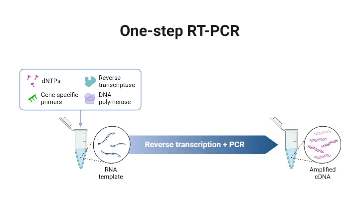 One-Step RT-qPCR