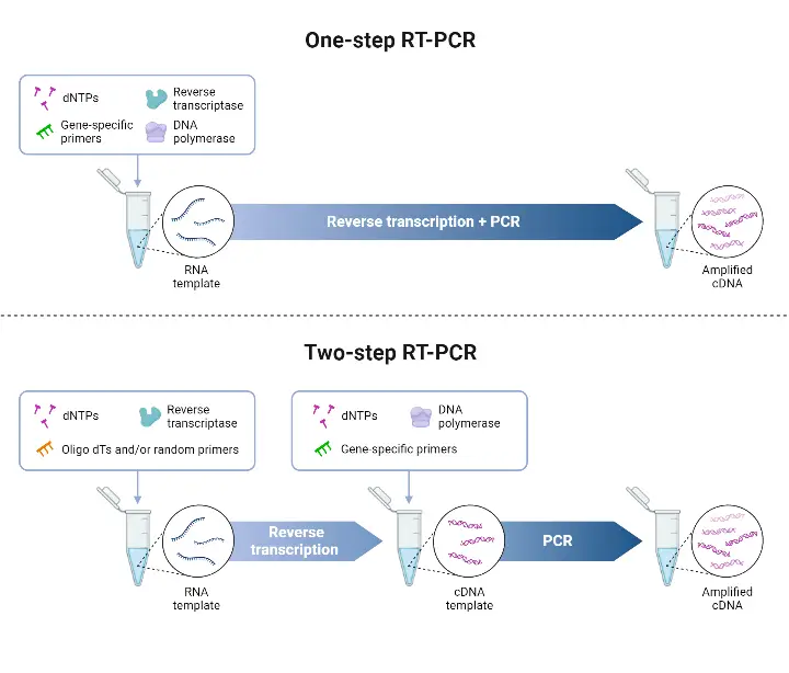Difference between One-Step RT-qPCR and Two-Step RT-qPCR