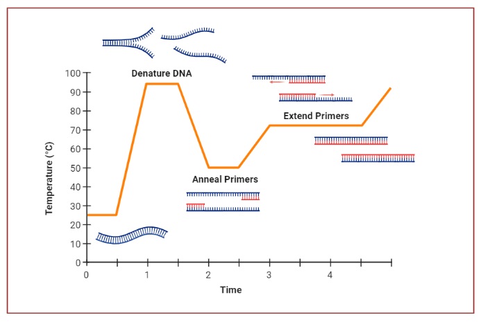 Polymerase chain reaction Steps
