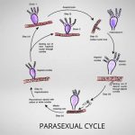 Parasexual cycle of Fungi