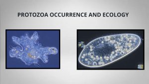Protozoa Occurrence, Ecology.