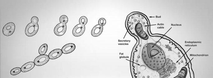 Saccharomyces cerevisiae Life cycle, Morphology, Economic Importance.