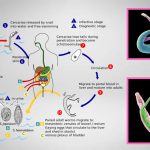Schistosomiasis Life cycle, Symptoms, Treatment, Prevention.