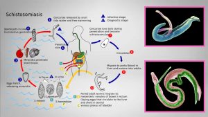 Schistosomiasis Life cycle, Symptoms, Treatment, Prevention.