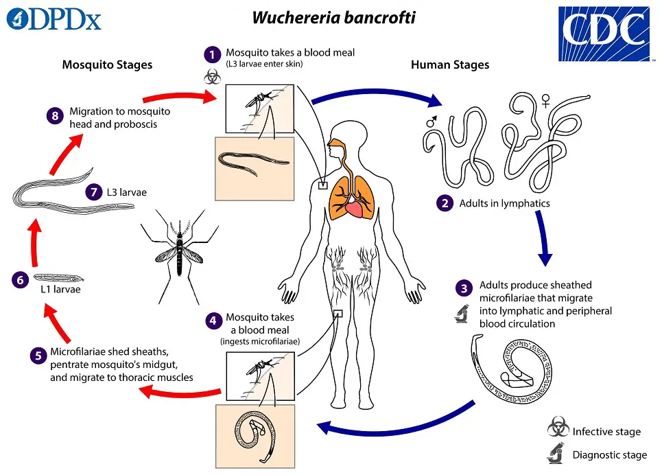  life cycle of Wuchereria bancrofti 